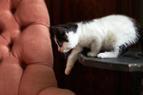 SLIDE - Homepage - Pet advice - Cat