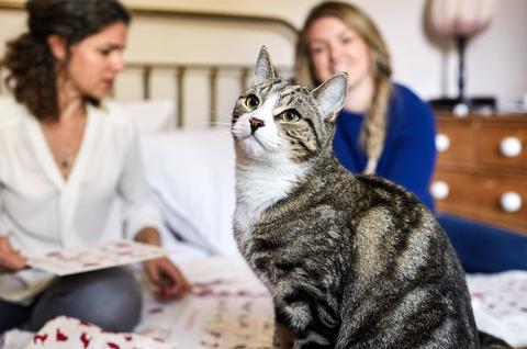 SLIDE - Homepage - Rehoming - Cat