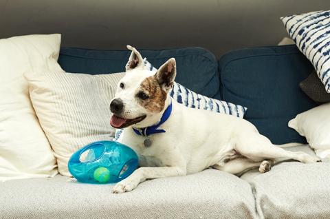 SLIDE - Homepage - Pet advice - Dog
