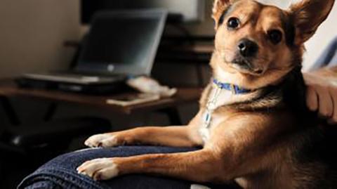 Pet Friendly Properties