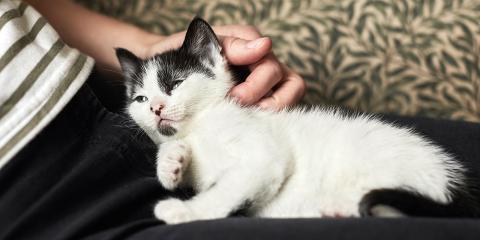 SLIDE - Homepage - Campaigning - Cat