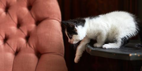 SLIDE - Homepage - Pet advice - Cat