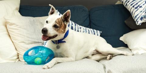 SLIDE - Homepage - Pet advice - Dog