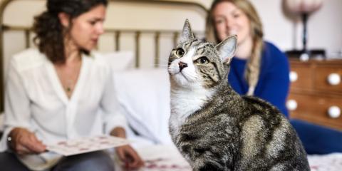 SLIDE - Homepage - Rehoming - Cat