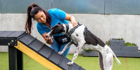 SLIDE - Homepage - What we do - Dog