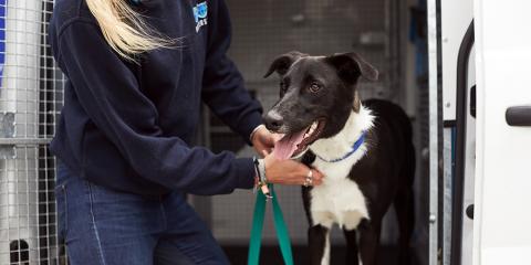 SLIDE - Homepage - Working with other rescues - Dog