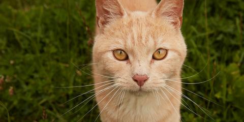 SLIDE - Homepage - Working with other rescues - Cat