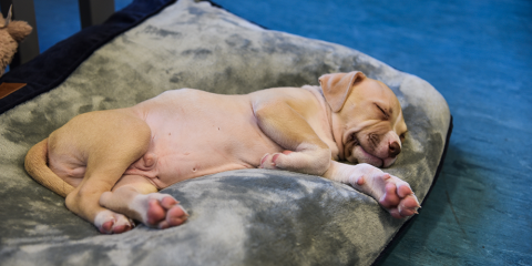 SLIDE - Puppy Advice