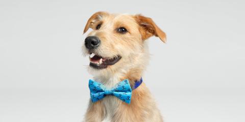 BC - Wear blue for rescue