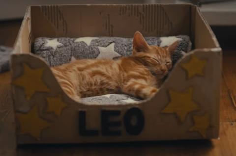 Ginger cat, Leo asleep in bed made from a cardboard box.