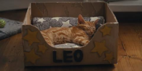 Ginger cat, Leo asleep in bed made from a cardboard box.