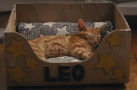 ginger cat asleep in bed