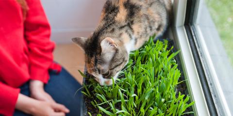 A cat sniffing grass