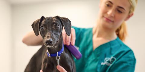 A woman scanning a dogs microchip
