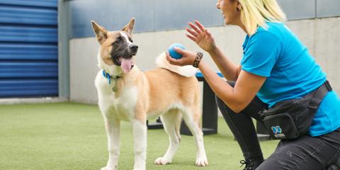 Battersea staff member playing with a dog in a paddock