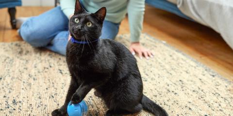 Black cat playing with ball on a rug