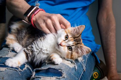 Fluffy cat laying on someones lap