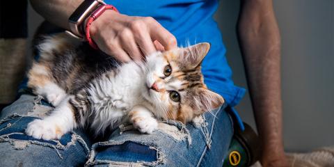 Fluffy cat laying on someones lap