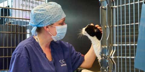 Vet staff petting a recovering cat