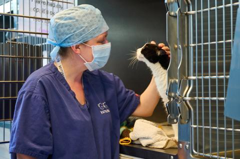 Vet staff petting a recovering cat