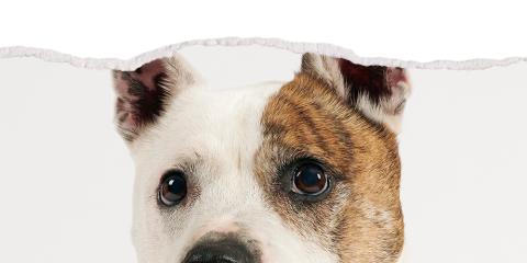 Dog with his ears cropped out the picture