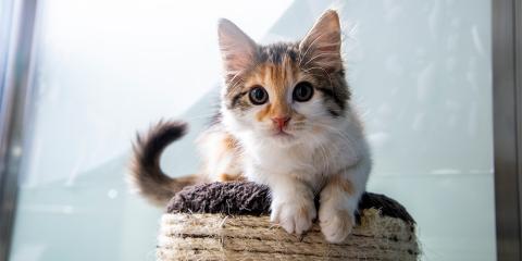 Kitten on top of a scratching post