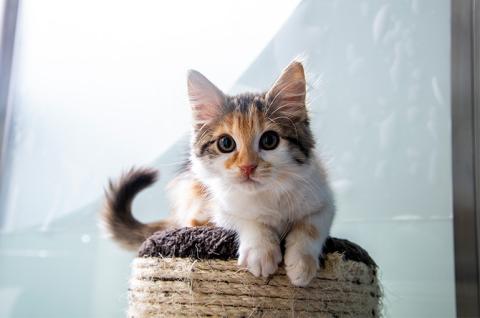Kitten on top of a scratching post
