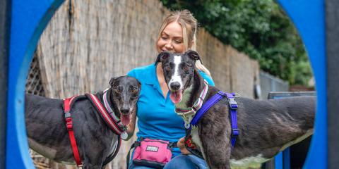 Two Greyhounds looking at the camera 