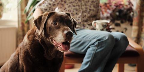 Chocolate Labrador sitting in a home
