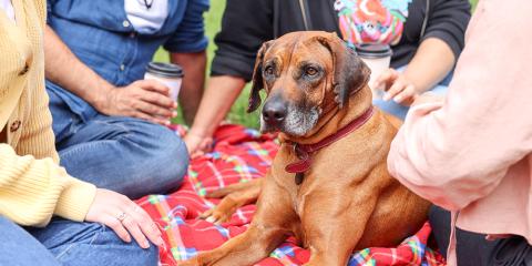 People sitting with a dog on a picnic blanket