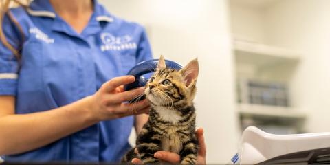 Kitten getting microchip scanned