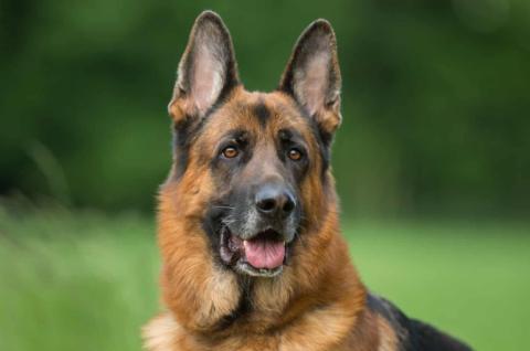 All About German Shepherds