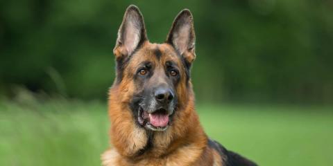 All About German Shepherds