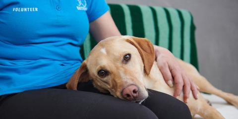 Dog with head on someone&#039;s lap