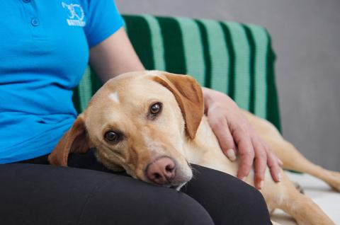 Dog with head on someone&#039;s lap