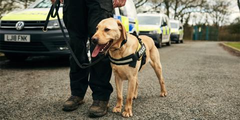 Working Labrador police dog