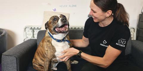 Staffie sat on a sofa with a Streetvet volunteer