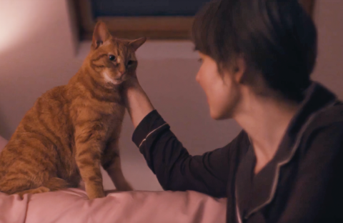 Ginger cat sitting on bed being stroked by a lady