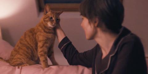 Ginger cat sitting on bed being stroked by a lady