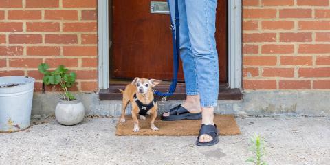 Small dog coming out of door of a house