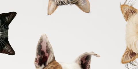 Various cat and dog ears in a circle