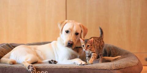 Labrador Barney is lying in his large bed while a much smaller Ralphie the cat is curiously moving around the bed with Barney observing him