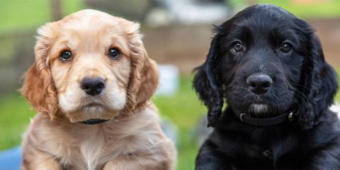 Two spaniel puppies laying down