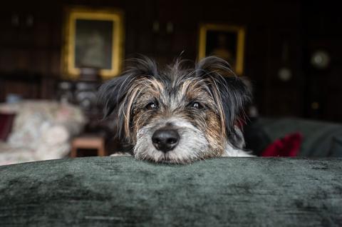 Ex-Battersea dog Tess inside a Scottish manor house sitting on a on a green velvet sofa with her head on top of it looking into the camera