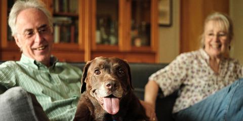 Chocolate labrador lying on a sofa with his two owners and looking towards the camera with his tongue out