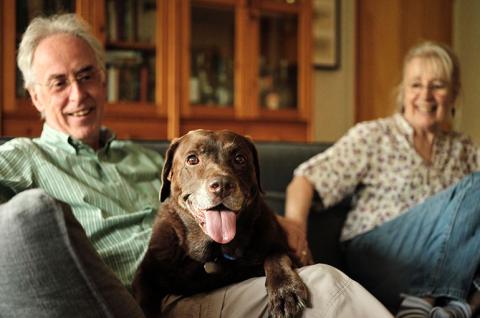 Chocolate labrador lying on a sofa with his two owners and looking towards the camera with his tongue out