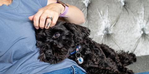 Black Battersea dog lying on a sofa with it's head on the owner's stomach, the owner put their hand on the dog's forehead