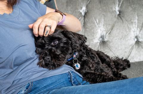 Black Battersea dog lying on a sofa with it's head on the owner's stomach, the owner put their hand on the dog's forehead