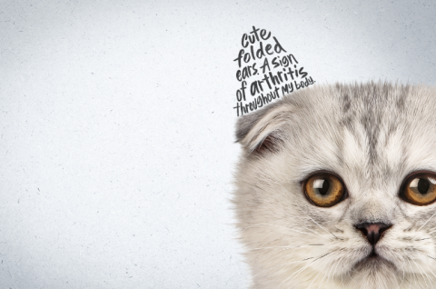 Cat with a folded ear. Text where the cats ear should be reads "Cute folded ears. A sign of arthritis throughout my body".