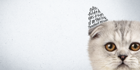 Cat with a folded ear. Text where the cats ear should be reads "Cute folded ears. A sign of arthritis throughout my body".
